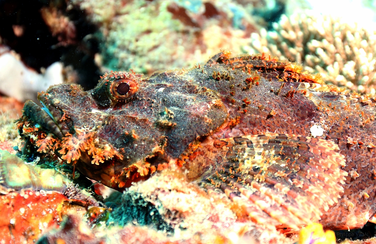 Sipadan_2015_Poisson scorpion a guenilles_Scorpaenopsis venosa_IMG_3139_rc.jpg